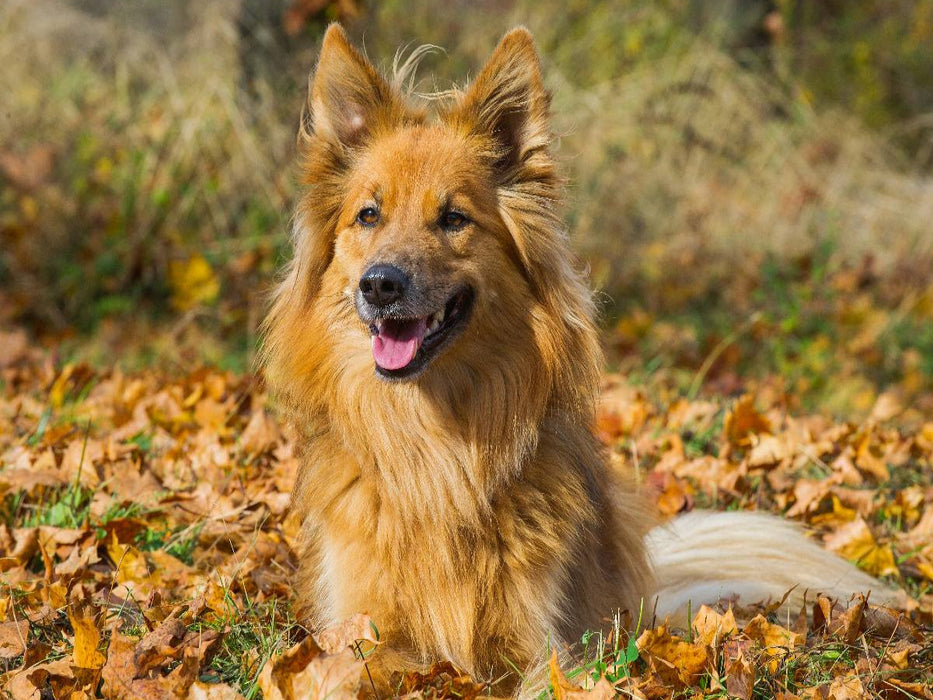 Harzer Fuchs im Herbst - CALVENDO Foto-Puzzle'