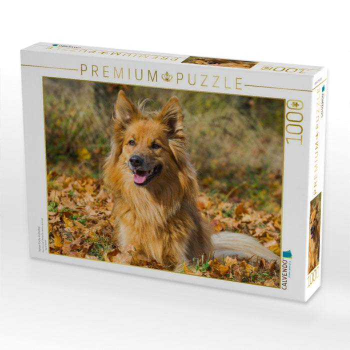 Harzer Fuchs im Herbst - CALVENDO Foto-Puzzle'
