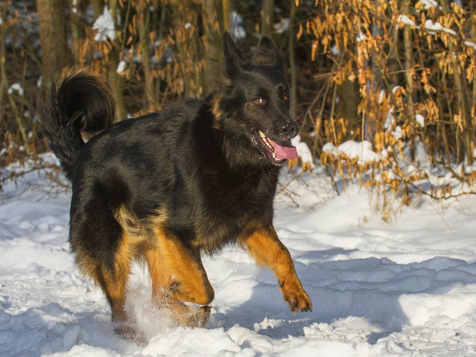 Gelbbacke im Winter - CALVENDO Foto-Puzzle'