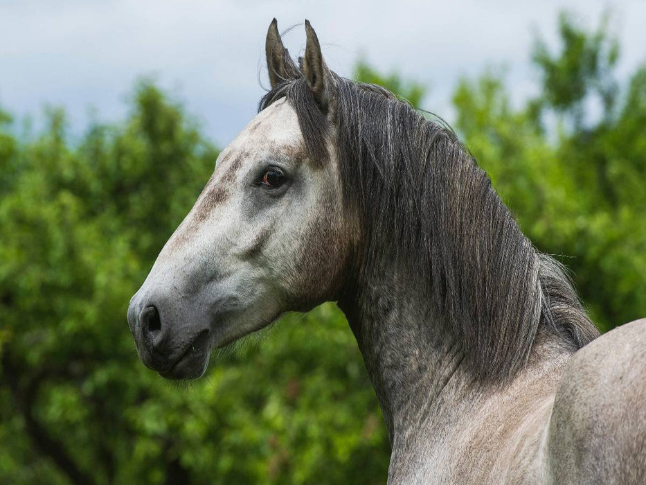 Lipizzaner Junghengst - CALVENDO Foto-Puzzle'