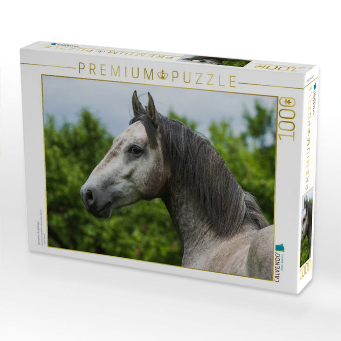 Lipizzaner Junghengst - CALVENDO Foto-Puzzle'