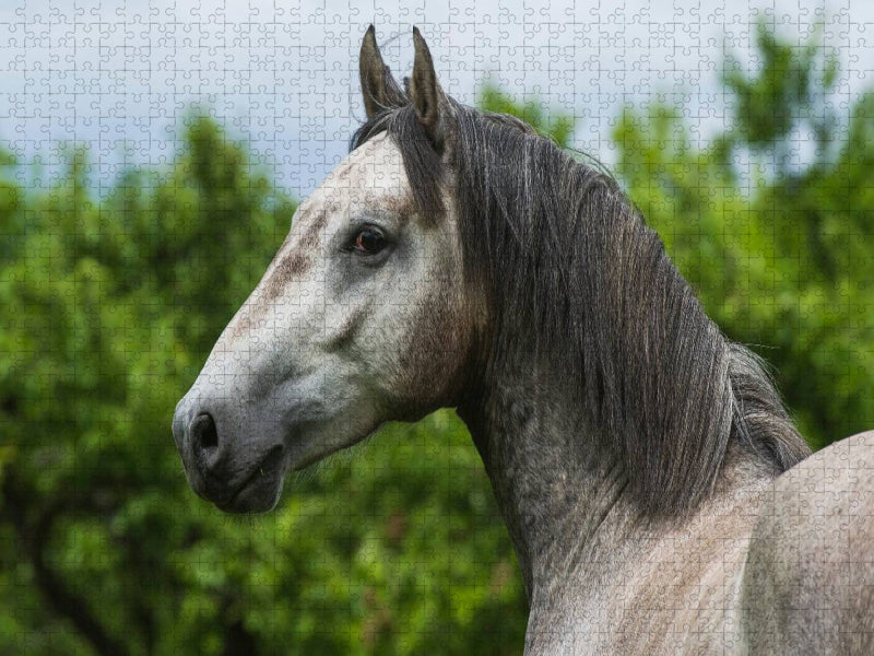 Lipizzaner Junghengst - CALVENDO Foto-Puzzle'