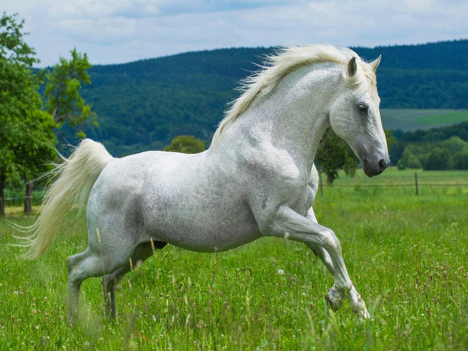 Lipizzaner Hengst Pluto Darina - CALVENDO Foto-Puzzle'