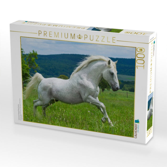 Lipizzaner Hengst Pluto Darina - CALVENDO Foto-Puzzle'