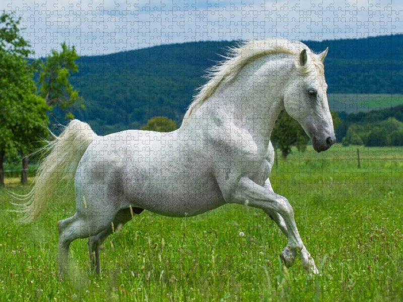 Lipizzaner Hengst Pluto Darina - CALVENDO Foto-Puzzle'