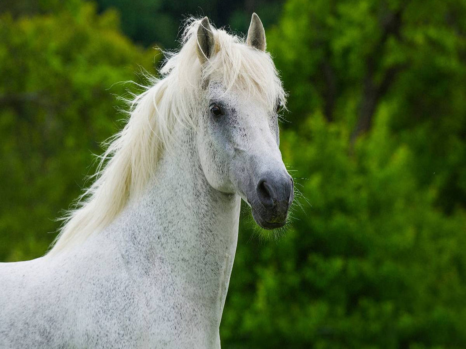 Lipizzaner Hengst Pluto Darina Porträt - CALVENDO Foto-Puzzle'