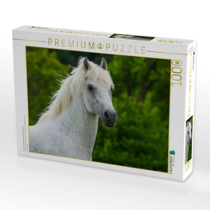 Lipizzaner Hengst Pluto Darina Porträt - CALVENDO Foto-Puzzle'