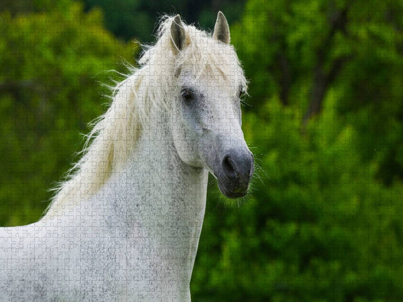 Lipizzaner Hengst Pluto Darina Porträt - CALVENDO Foto-Puzzle'