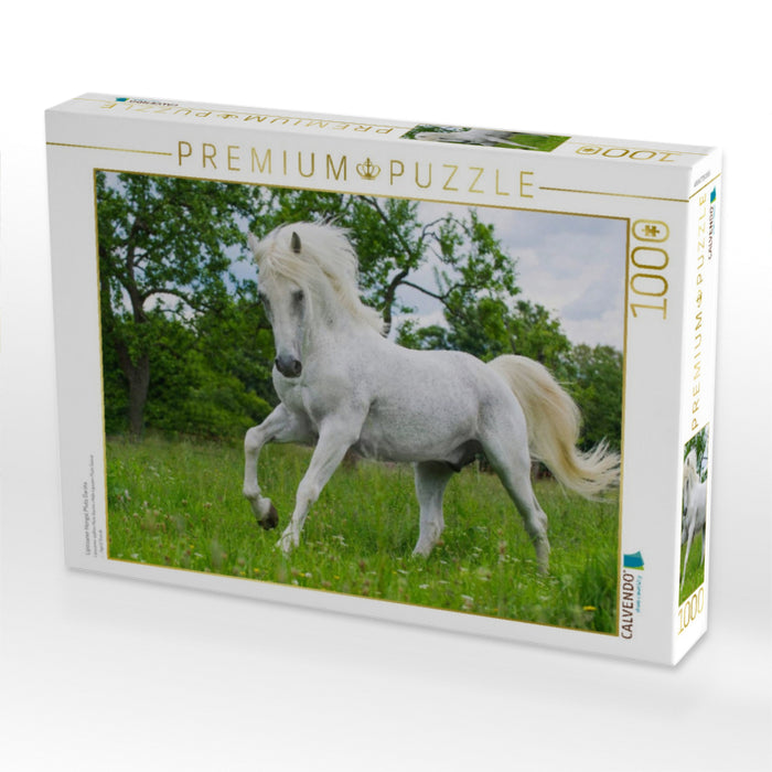 Lipizzaner Hengst Pluto Darina - CALVENDO Foto-Puzzle'
