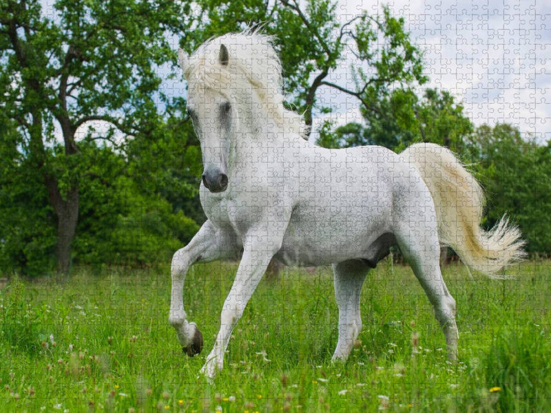 Lipizzaner Hengst Pluto Darina - CALVENDO Foto-Puzzle'