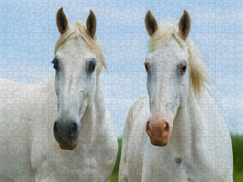 Stutenporträt - CALVENDO Foto-Puzzle'