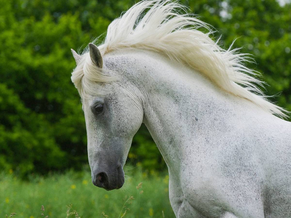 Lipizzaner Hengst Pluto Darina - CALVENDO Foto-Puzzle'