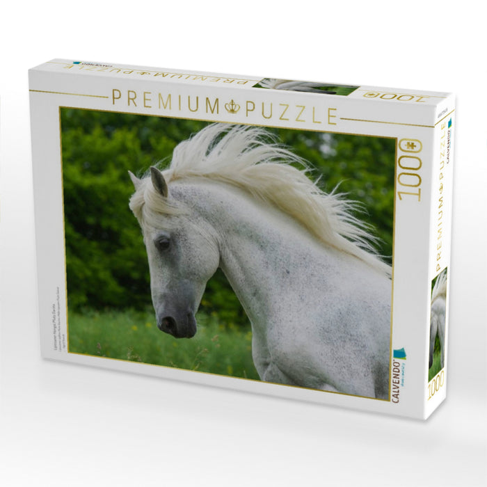 Lipizzaner Hengst Pluto Darina - CALVENDO Foto-Puzzle'
