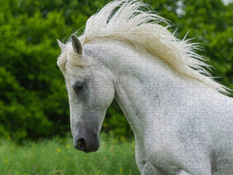 Lipizzaner Hengst Pluto Darina - CALVENDO Foto-Puzzle'