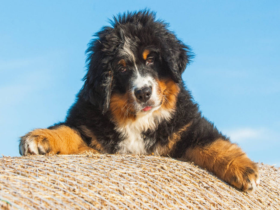 Berner Sennenhund Welpe - CALVENDO Foto-Puzzle'