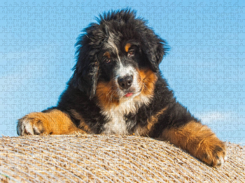 Berner Sennenhund Welpe - CALVENDO Foto-Puzzle'