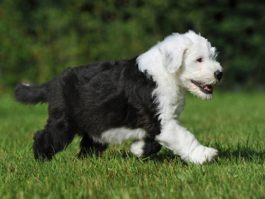 Bobtail Welpe - CALVENDO Foto-Puzzle'