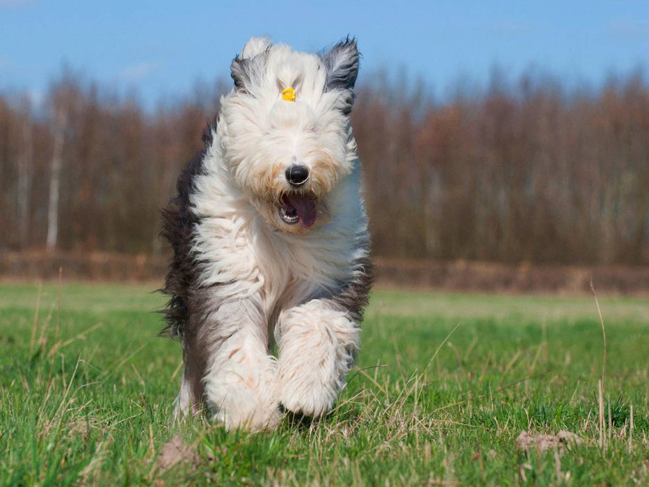 Rennender Bobtail - CALVENDO Foto-Puzzle'