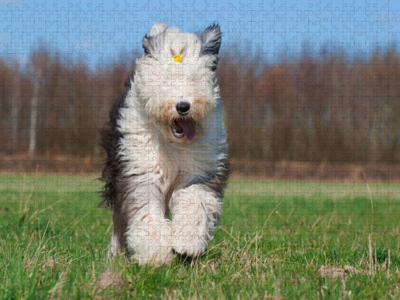 Rennender Bobtail - CALVENDO Foto-Puzzle'