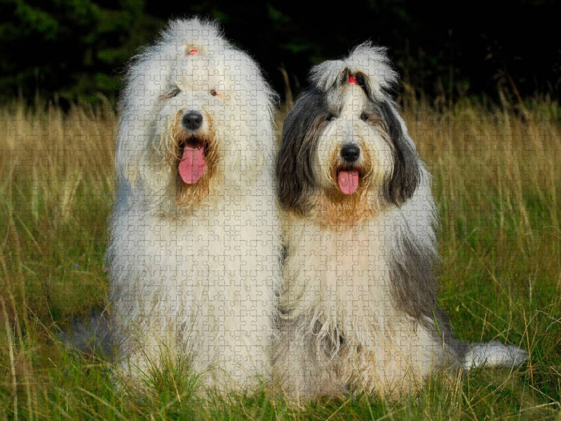 Bobtail Pärchen - CALVENDO Foto-Puzzle'