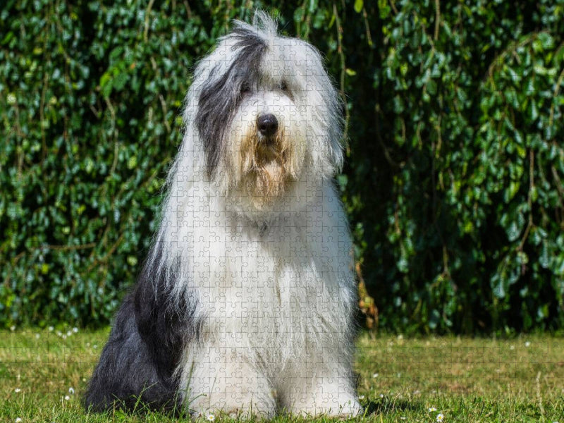 Sitzender Bobtail - CALVENDO Foto-Puzzle'