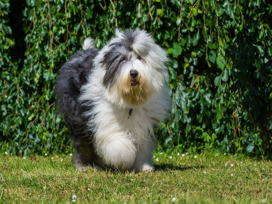 Laufender Bobtail - CALVENDO Foto-Puzzle'