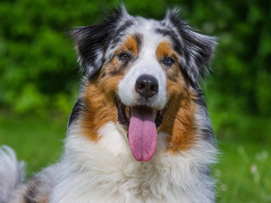 Australian Shepherd Porträt - CALVENDO Foto-Puzzle'