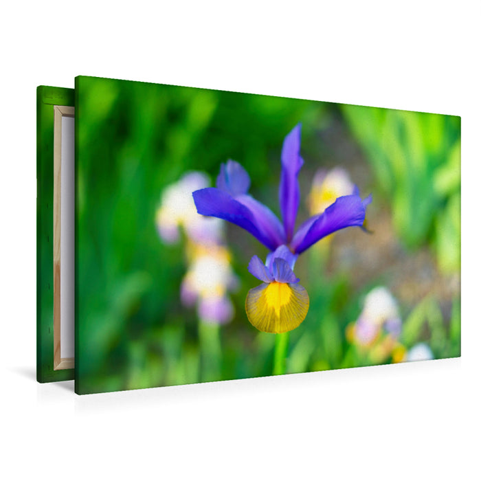 Premium Textil-Leinwand Ein Motiv aus dem Kalender Schwertlilien - Eyecatcher in Parks und Gärten