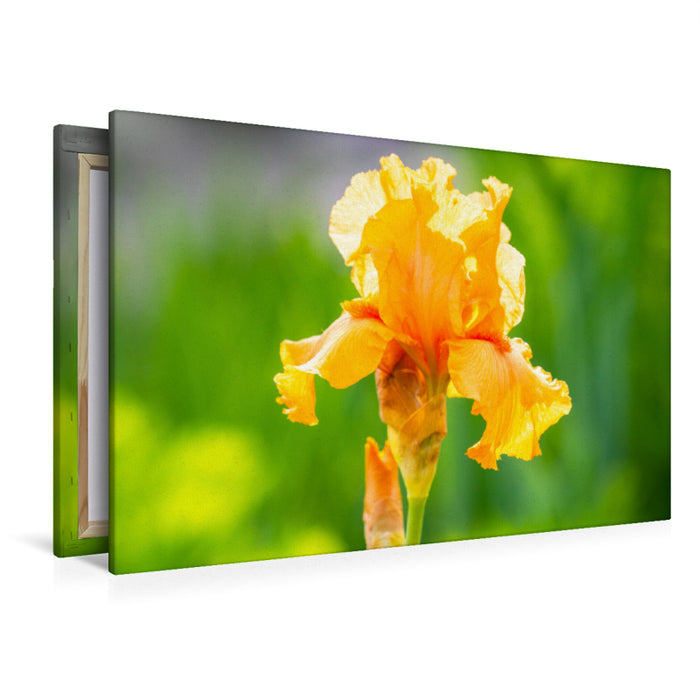 Premium Textil-Leinwand Ein Motiv aus dem Kalender Schwertlilien - Eyecatcher in Parks und Gärten