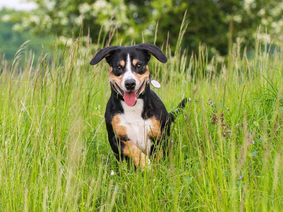 Im hohen Gras - CALVENDO Foto-Puzzle'