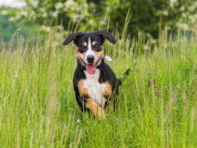 Im hohen Gras - CALVENDO Foto-Puzzle'