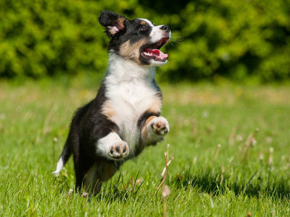 Ein Motiv aus dem Kalender Bekannt wie ein bunter Hund. Australian Shepherd - Familienplaner hoch - CALVENDO Foto-Puzzle'