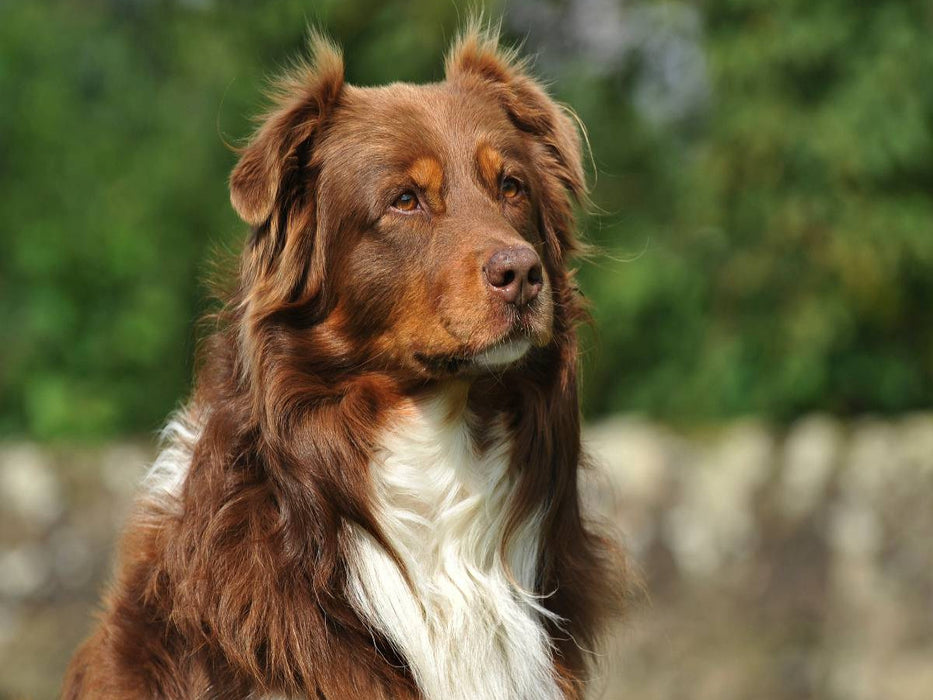 Ein Motiv aus dem Kalender Bekannt wie ein bunter Hund. Australian Shepherd - Familienplaner hoch - CALVENDO Foto-Puzzle'
