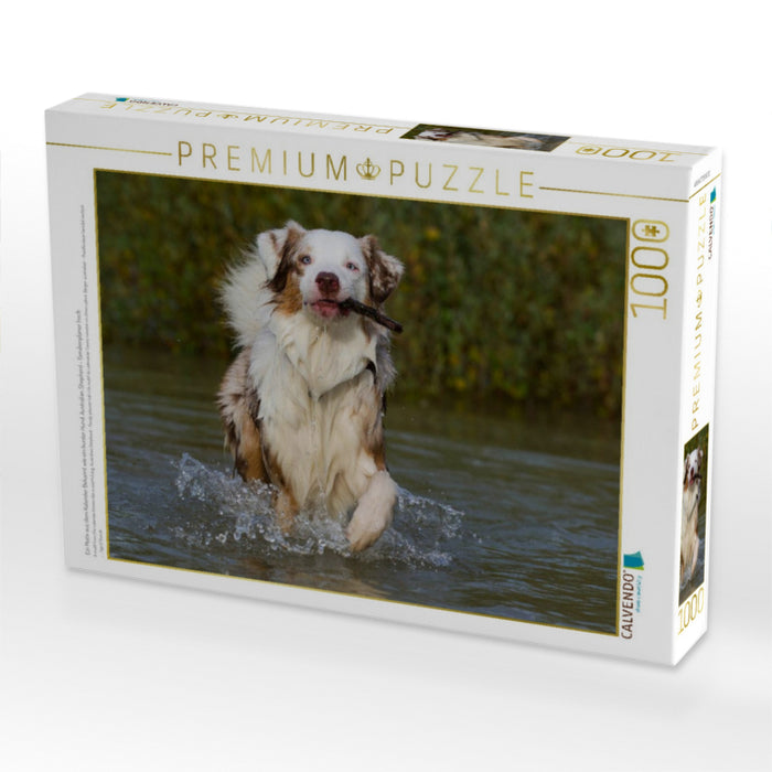 Ein Motiv aus dem Kalender Bekannt wie ein bunter Hund. Australian Shepherd - Familienplaner hoch - CALVENDO Foto-Puzzle'