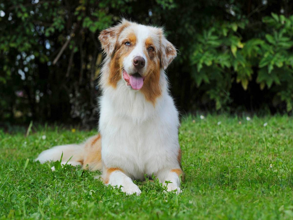 Ein Motiv aus dem Kalender Bekannt wie ein bunter Hund. Australian Shepherd - Familienplaner hoch - CALVENDO Foto-Puzzle'