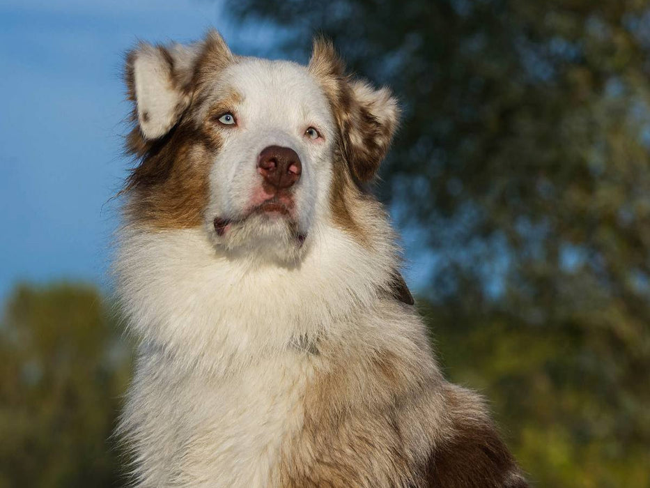 Ein Motiv aus dem Kalender Bekannt wie ein bunter Hund. Australian Shepherd - Familienplaner hoch - CALVENDO Foto-Puzzle'