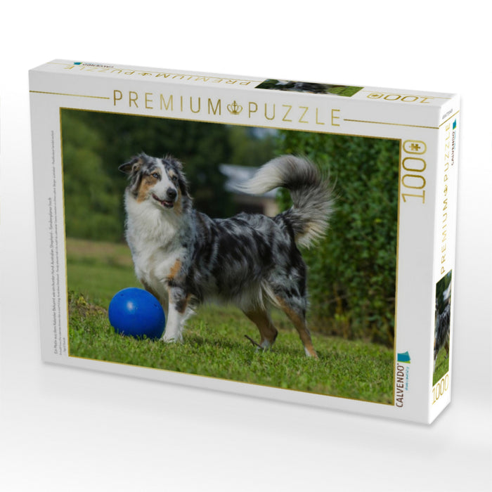 Ein Motiv aus dem Kalender Bekannt wie ein bunter Hund. Australian Shepherd - Familienplaner hoch - CALVENDO Foto-Puzzle'