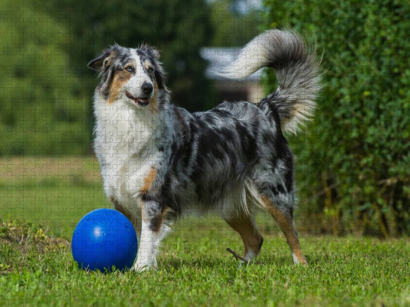 Ein Motiv aus dem Kalender Bekannt wie ein bunter Hund. Australian Shepherd - Familienplaner hoch - CALVENDO Foto-Puzzle'