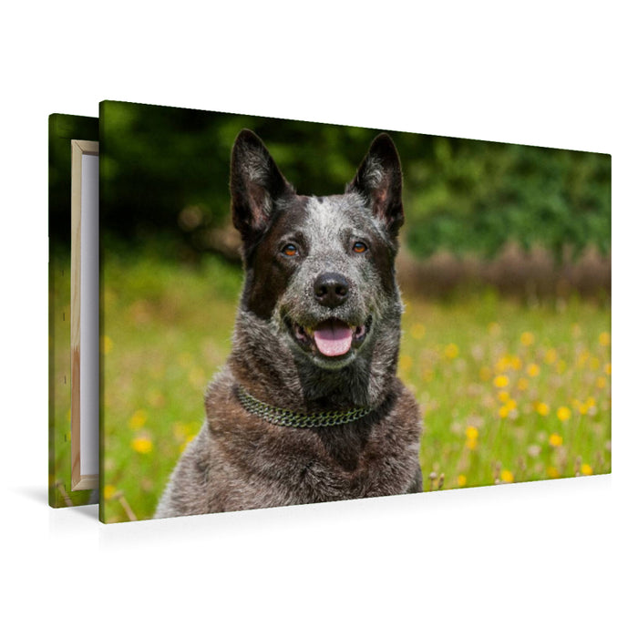 Premium Textil-Leinwand Ein Motiv aus dem Kalender Power auf 4 Pfoten. Australian Cattle Dog