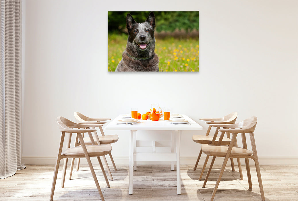 Premium Textil-Leinwand Ein Motiv aus dem Kalender Power auf 4 Pfoten. Australian Cattle Dog