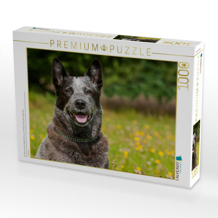 Ein Motiv aus dem Kalender Power auf 4 Pfoten. Australian Cattle Dog - CALVENDO Foto-Puzzle'