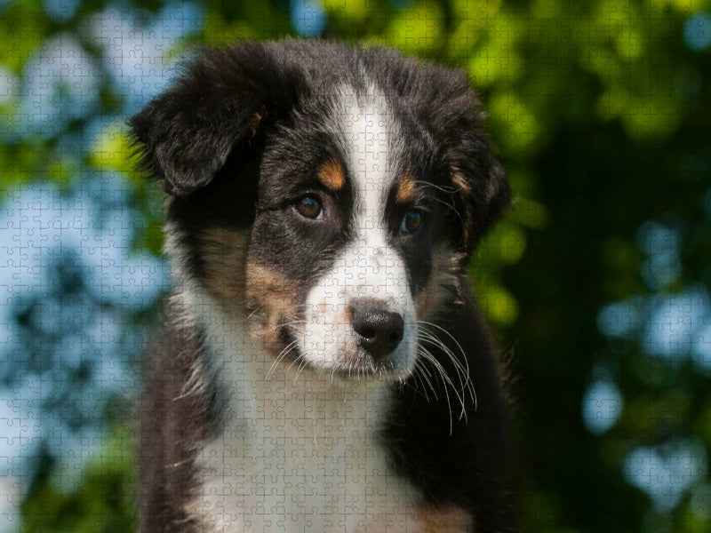 Ein Motiv aus dem Kalender Bekannt wie ein bunter Hund. Australian Shepherd - Familienplaner hoch - CALVENDO Foto-Puzzle'