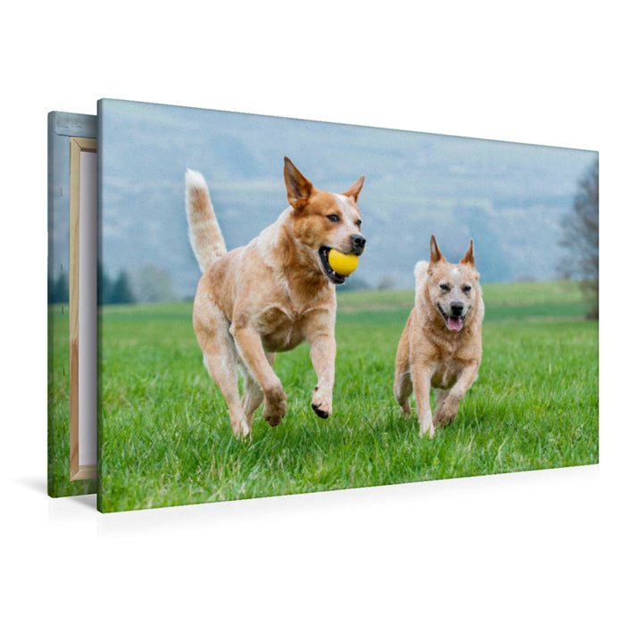 Premium Textil-Leinwand Ein Motiv aus dem Kalender Power auf 4 Pfoten. Australian Cattle Dog