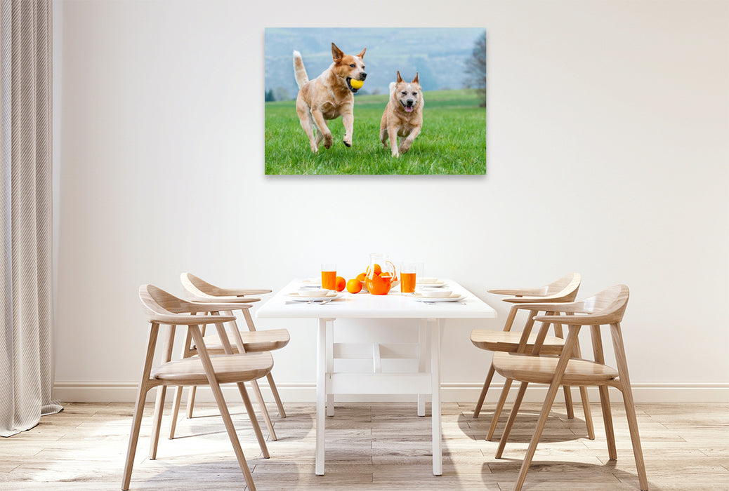 Premium Textil-Leinwand Ein Motiv aus dem Kalender Power auf 4 Pfoten. Australian Cattle Dog