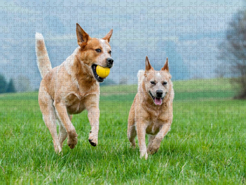 Ein Motiv aus dem Kalender Power auf 4 Pfoten. Australian Cattle Dog - CALVENDO Foto-Puzzle'