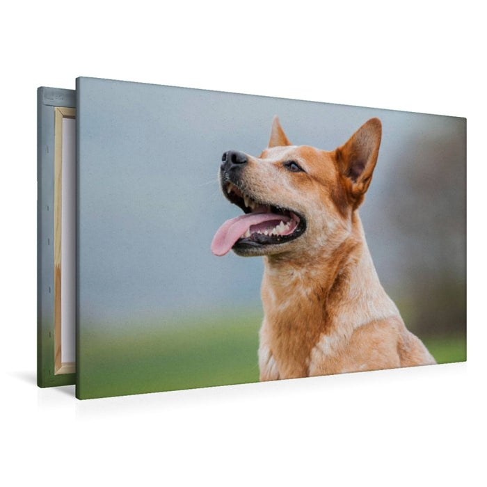 Premium Textil-Leinwand Ein Motiv aus dem Kalender Power auf 4 Pfoten. Australian Cattle Dog