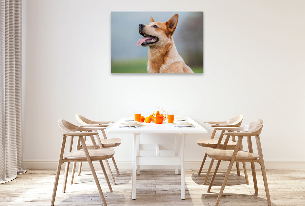 Premium Textil-Leinwand Ein Motiv aus dem Kalender Power auf 4 Pfoten. Australian Cattle Dog