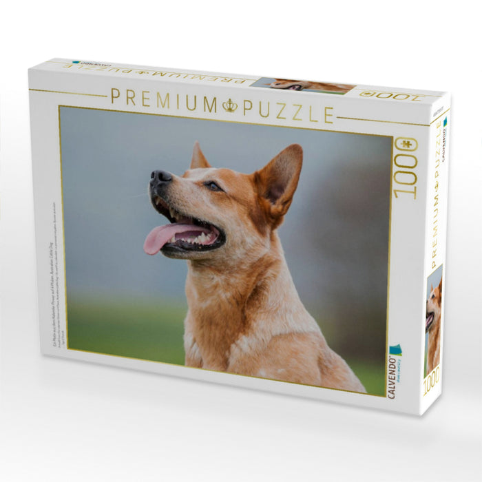 Ein Motiv aus dem Kalender Power auf 4 Pfoten. Australian Cattle Dog - CALVENDO Foto-Puzzle'