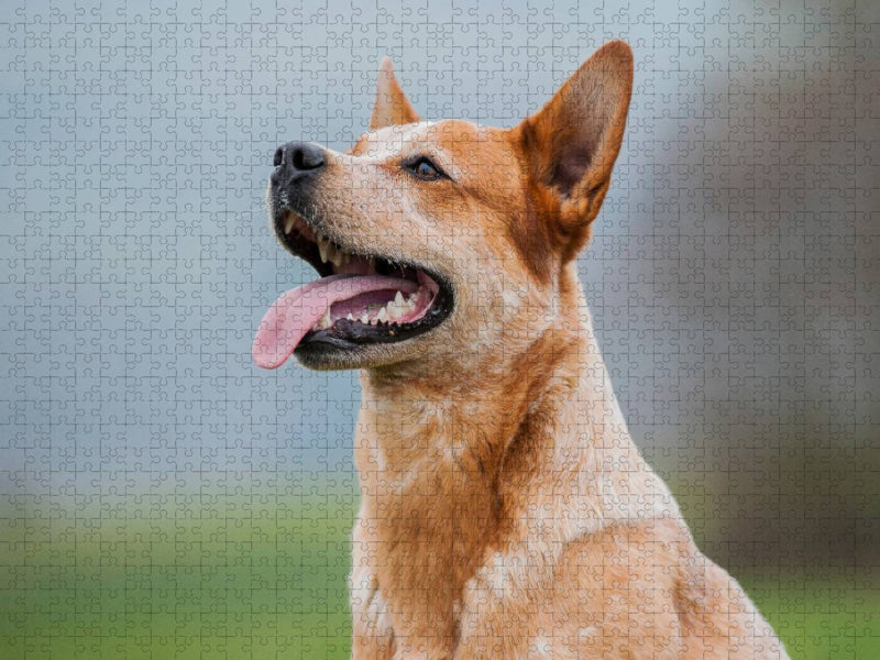 Ein Motiv aus dem Kalender Power auf 4 Pfoten. Australian Cattle Dog - CALVENDO Foto-Puzzle'