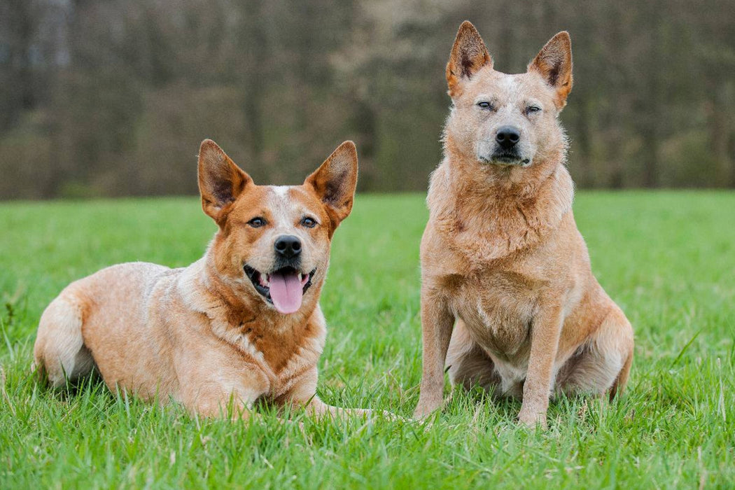 Premium Textil-Leinwand Ein Motiv aus dem Kalender Power auf 4 Pfoten. Australian Cattle Dog